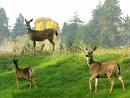 LETTER: Open letter to Grand Forks city council - let the deer be
