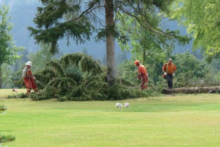 Winds force city's hand to remove more trees at Evergreen Cemetery