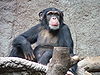 Charlie the smoking chimpanzee dies aged 52