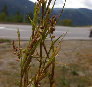 WEED CONTROL: New invasive grass found near Christina Lake