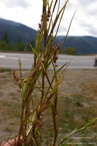 WEED CONTROL: New invasive grass found near Christina Lake