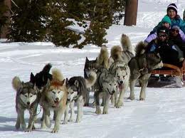 Dog sled race set to go at the end of January