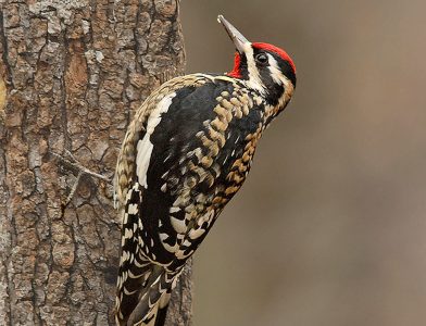 111th annual bird count slated for Dec. 18