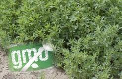 Atamanenko pressures government to fight GMO alfalfa