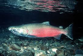 ATAMANENKO: Genetically Engineered Salmon, not worth the risk to health or the environment