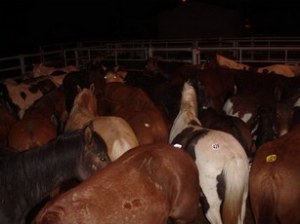 NDP calls upon government to shut down horse slaughter industry
