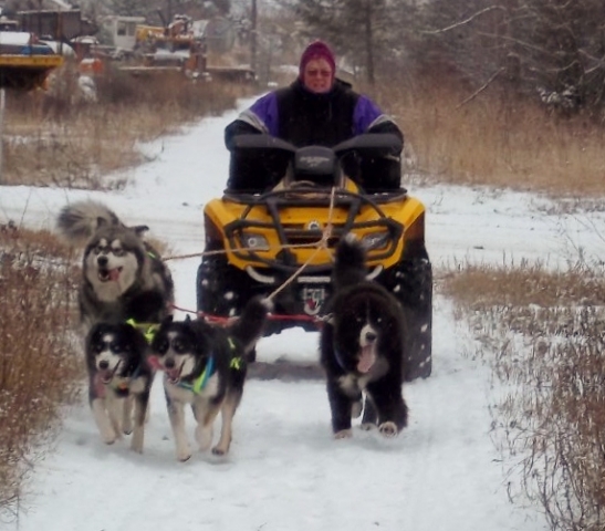 Mushing passion shared by Rail Trail 200 directors