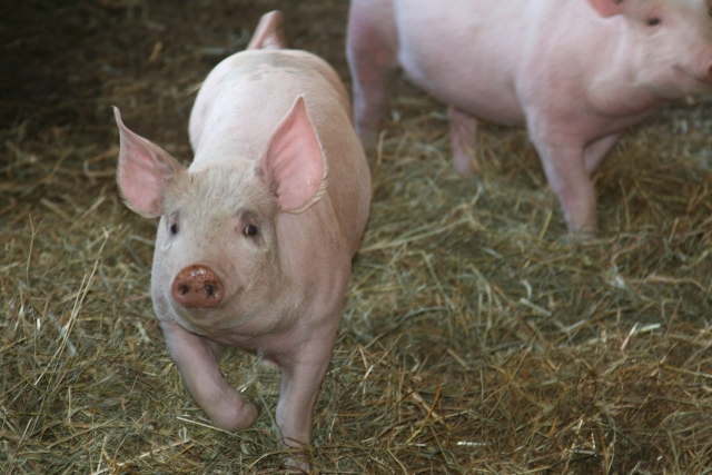 North Fork Pork and Poultry: The land of smiling pigs