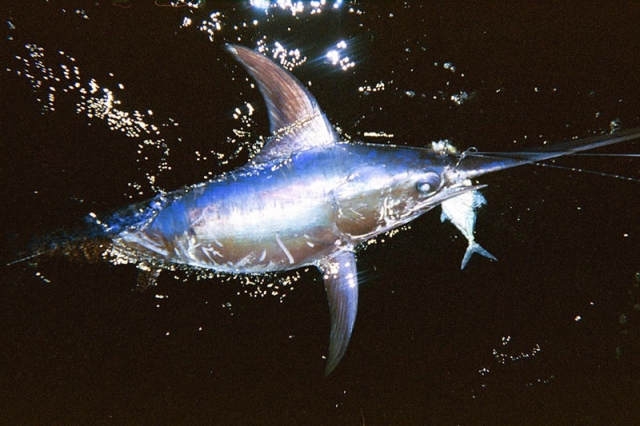 Canadian swordfish eco-certified despite deaths of endangered sea turtles and sharks