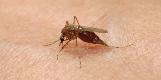 Fight the bite! Take precautions to avoid West Nile virus