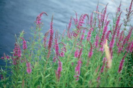 Watch out invasive plants, as weed control continues across the Boundary