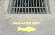 Hutton students hitting storm drains with fish stencils