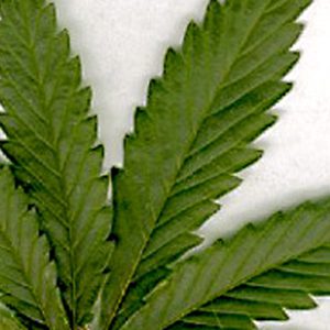 Medical marijuana uses and benefits topic of upcoming presentation