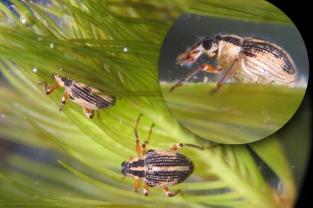 Weevils of all stages found in Christina Lake