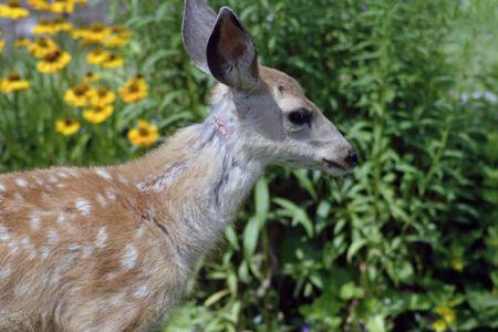 Aboriginal council offers to help with deer problem in Grand Forks