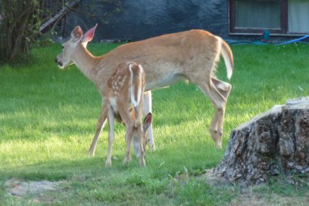School board to city: deal with the deer
