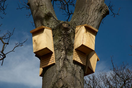 Build a house for the Boundary’s bats this Sunday