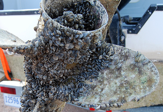 CLSS works to prevent mussel invasion at CL