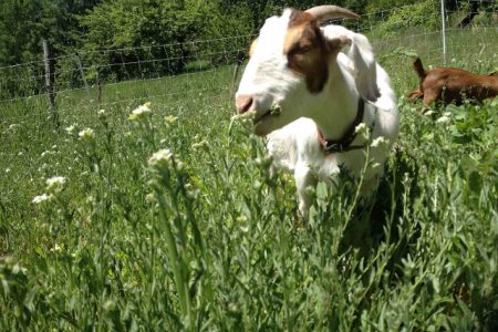 Learning about how to use goats to graze your weeds at this BIIS workshop