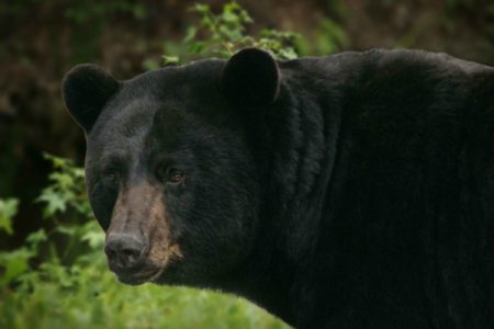 Residents need to take action to prevent black bear interactions in GF