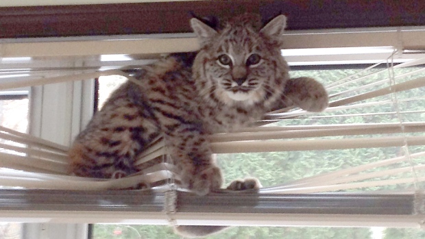 RCMP officer takes creative approach to release bobcat from Nelson basement