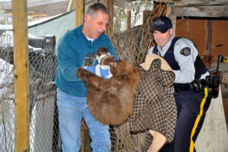 Orphaned cub gets Christmas miracle