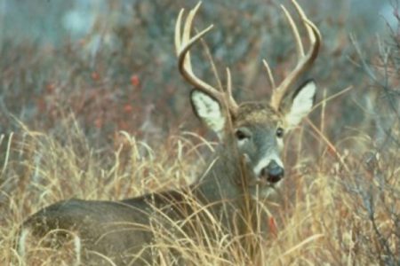 Responsible mule deer management today demands Limited Entry Hunting