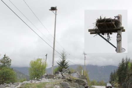 Nelson Hydro, Columbia Wireless give public an up close and in person look at a local Osprey family