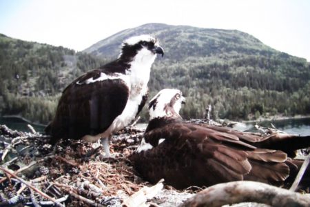 Osprey webcam drama — Life goes on