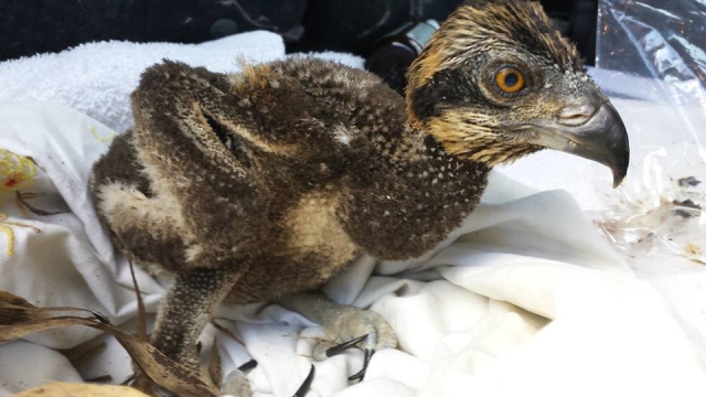 Osprey chick gets foster mom; rescue operation gets spotlight