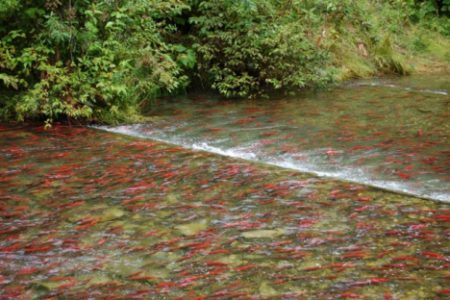 Concerned groups calling on Ministry to take immediate action on Kootenay Lake Fishery; meeting scheduled for Feb 23 in Balfour