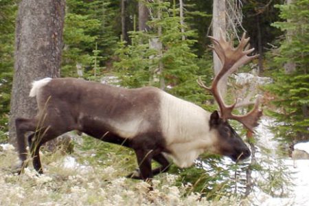 Wolves and Mountain Caribou:  