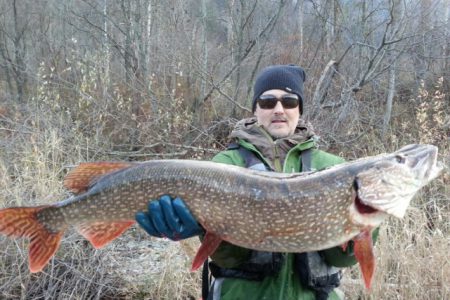 Illegal Northern Pike heading to CL: Fair game for fishermen