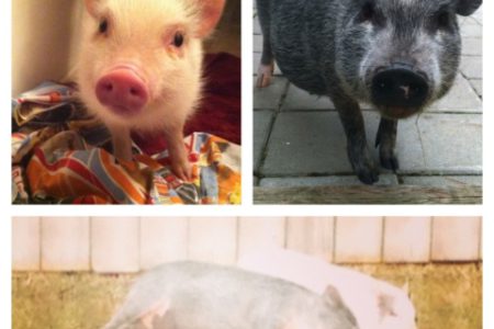 This little piggy went ... nowhere. Lamonts' pet pigs to call Castlegar home