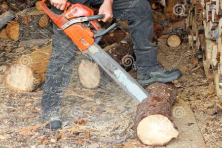 Free firewood permits ensure wood is cut legally