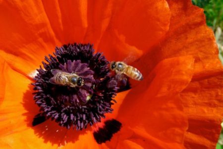 Buying local boosts B.C. bee industry in 2015