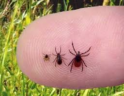 Tick season is upon us