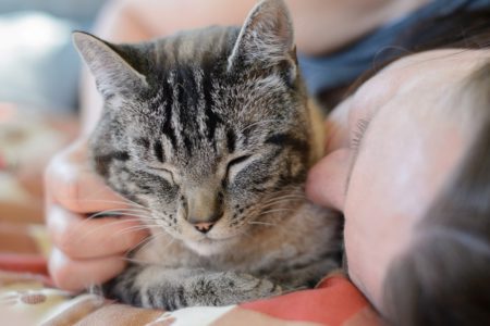 Craving Cat Cuddles?  See the SPCA.