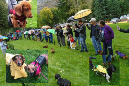 First Annual Doxie Fun Fest raises money for SPCA