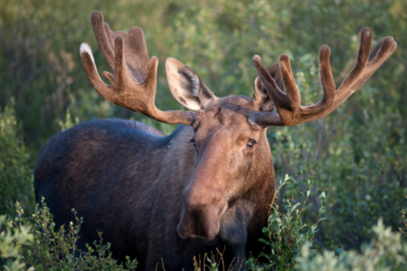 Moose, ungulate populations under fire in the Kootenay region