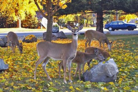 Grand Forks receives approval for 2016 urban deer grant