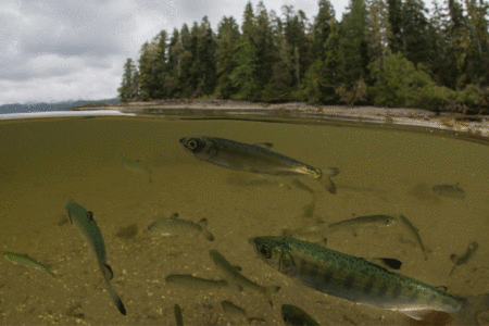 Gitxsan chiefs add fourth lawsuit opposing Pacific Northwest LNG