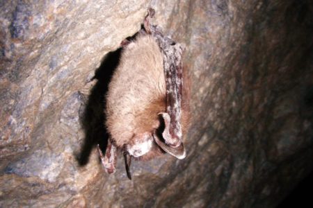 Help monitor the spread of bat-killing White Nose Syndrome