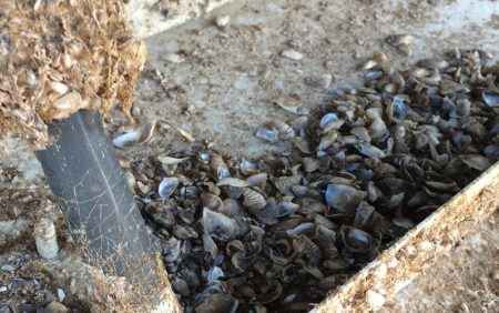 Fighting invasive mussels receives $3 million influx of funds