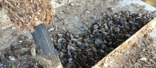 Fighting invasive mussels receives $3 million influx of funds