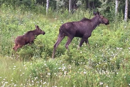 Province to re-invest licence revenue back into wildlife management activities