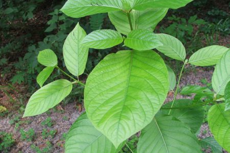 Kratom Products Recalled:  Serious Health Risks