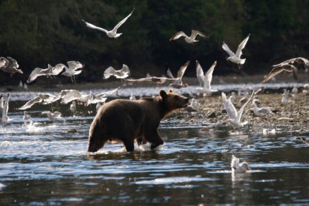 BC SPCA applauds government move to end grizzly bear trophy hunt