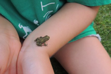 Free family fun/education at Annual Toadfest