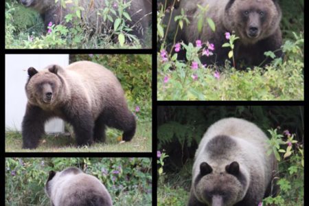 Conservation captures/relocates local grizzly